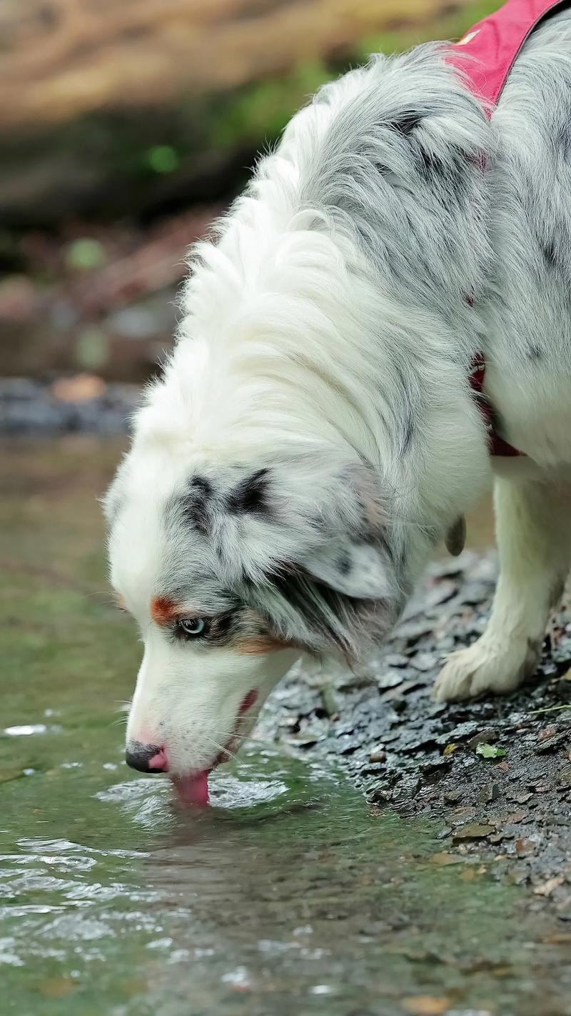 澳洲牧羊犬长什么样，澳洲牧羊犬长什么样子图片