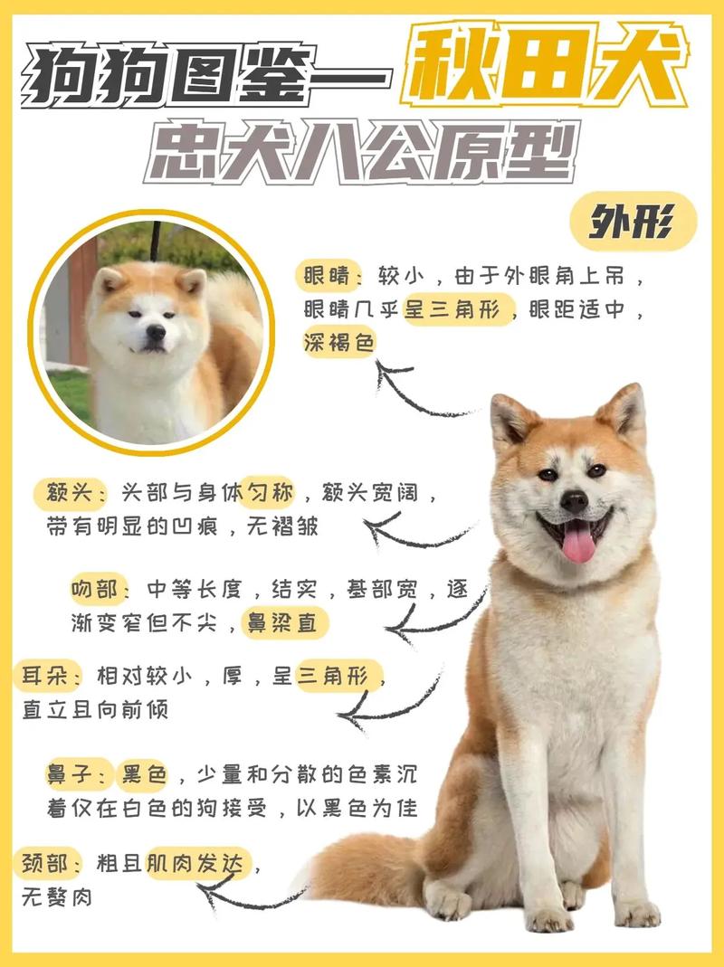 秋田犬真假该如何辨别图片，怎样区分秋田犬好与坏