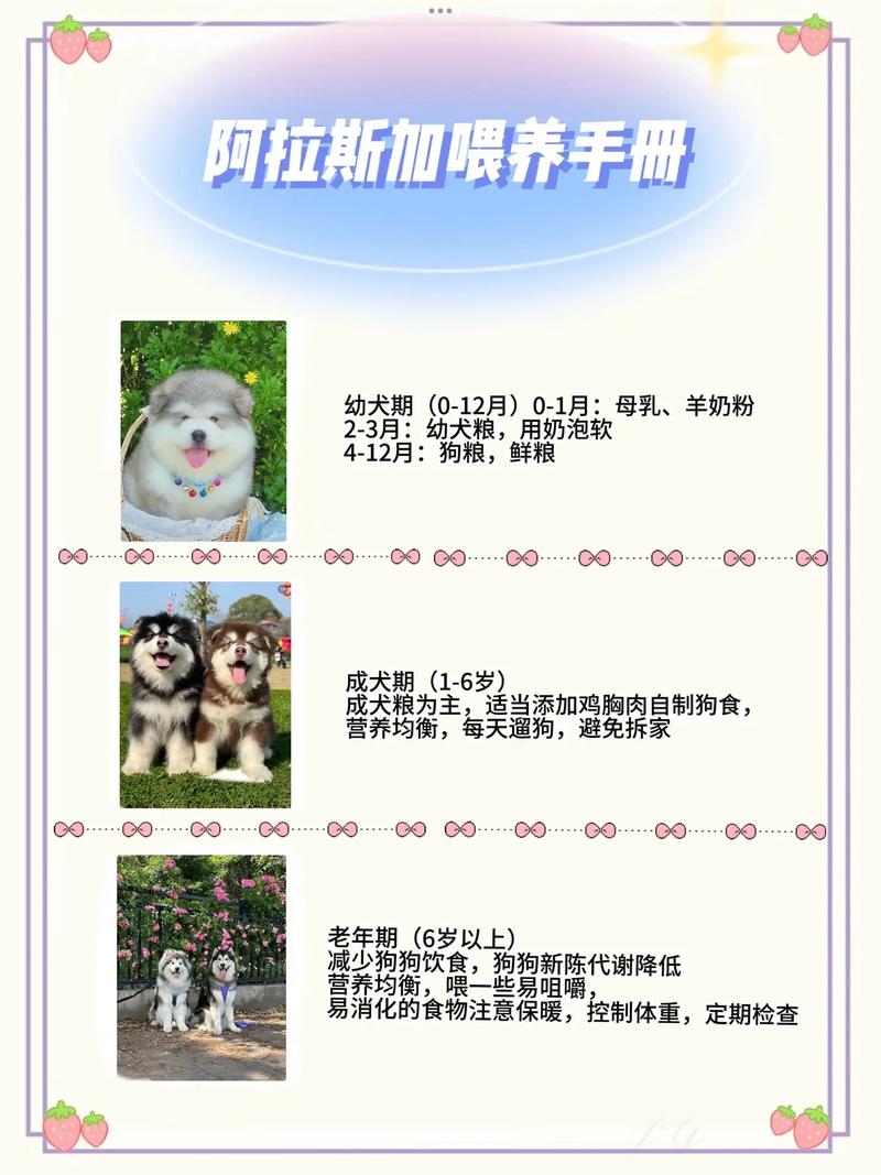 阿拉斯加犬喂什么最好，阿拉斯加犬吃什么狗粮最好