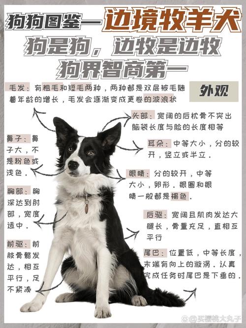 边境牧羊犬智商最高能达到什么水平，边境牧羊犬的智商排名