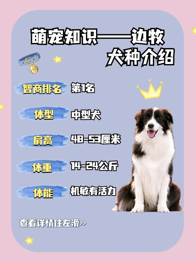 边境牧羊犬怎么辨别，如何判断边境牧羊犬的纯度