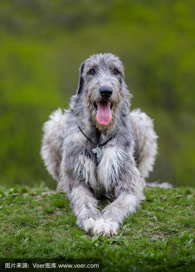 爱尔兰猎狼犬视频，爱尔兰猎狼犬猎狼视频