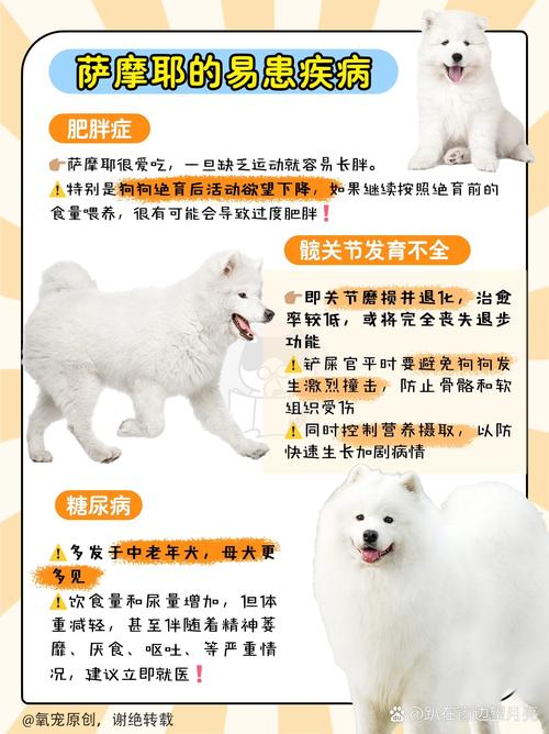 萨摩耶犬喂养和护理，萨摩耶犬饮食应注意什么