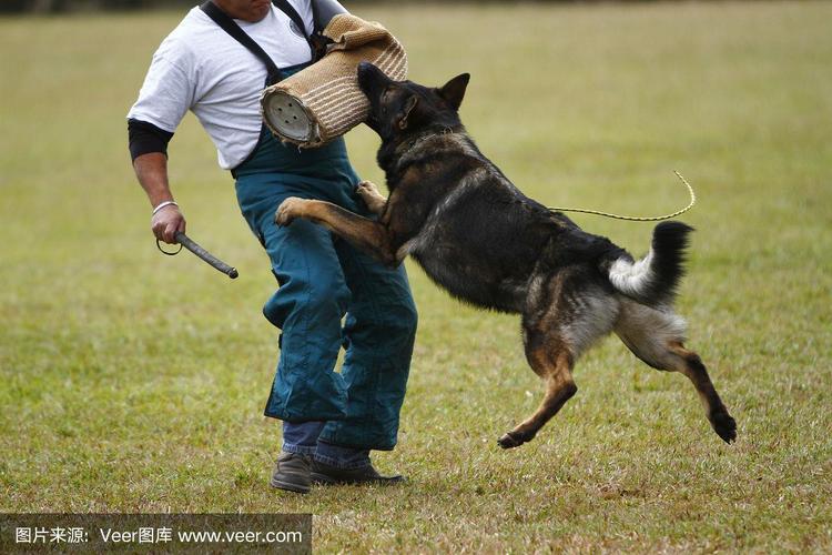 如何训练德国牧羊犬视频，德国牧羊犬怎么训练牧羊