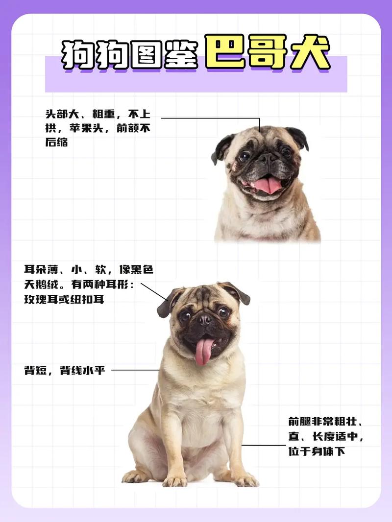 巴哥犬的缺点，巴哥犬的4个缺点