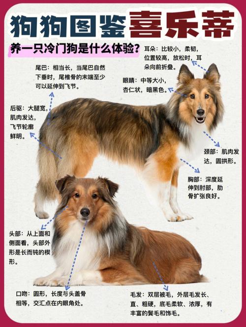 喜乐蒂牧羊犬的优缺点，喜乐蒂牧羊犬贵吗