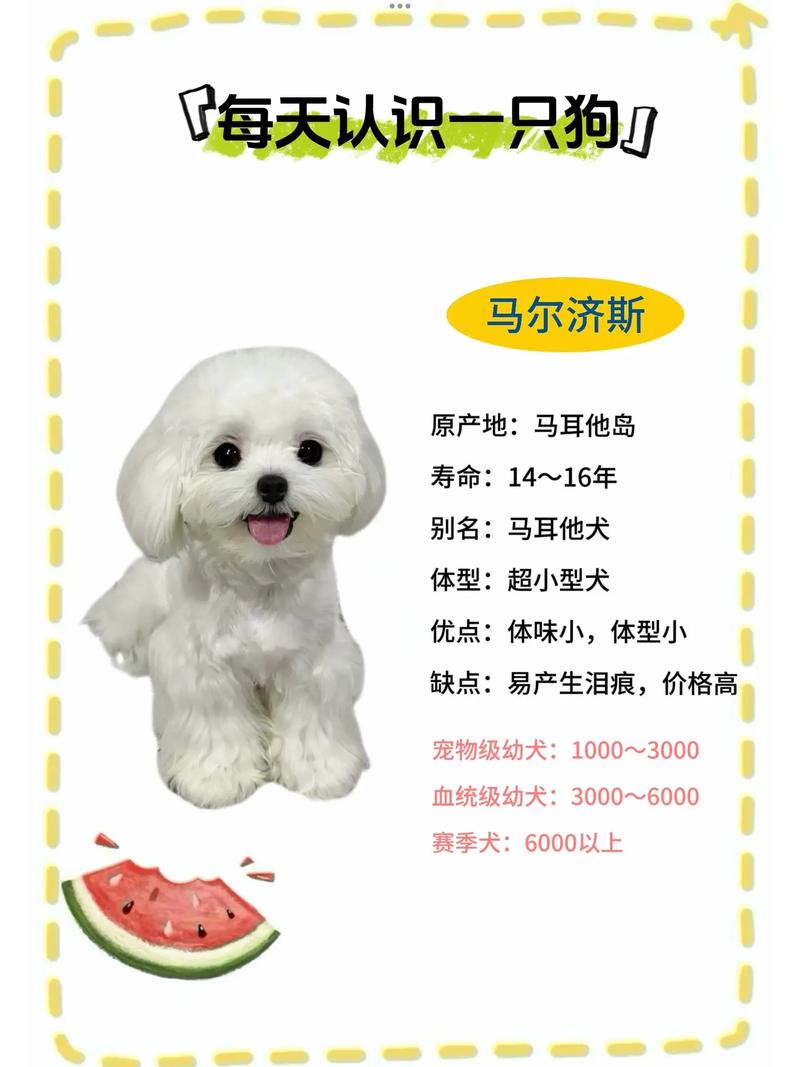 马尔济斯犬适合吃什么狗粮，马尔济斯犬适合吃什么狗粮呢