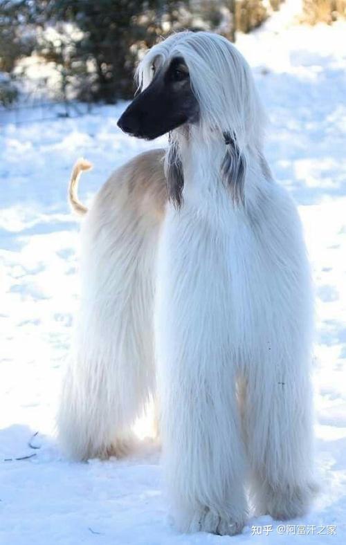 阿富汗猎犬怎么样，阿富汗猎犬怎么样值得养吗