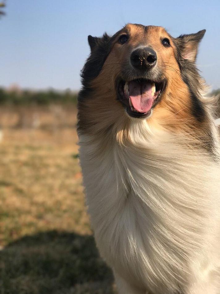 苏格兰牧羊犬的饲养方法视频，苏格兰牧羊犬适合新手养吗