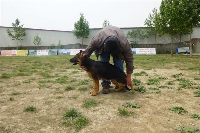 怎么训练东德牧羊犬，训练东德牧羊犬定点大小便的方法