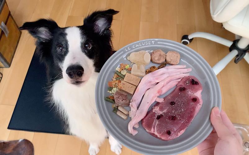 边境牧羊犬吃什么肉，边境牧羊犬吃什么食物