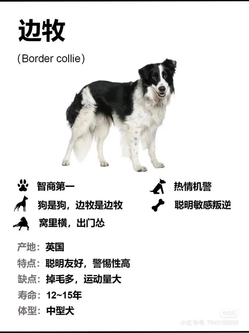 边境牧羊犬怎样训练，如何训养边境牧羊犬