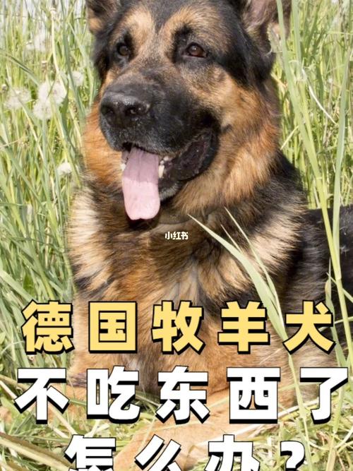 牧羊犬夏天不爱吃食怎么办，牧羊犬夏天不爱吃食怎么办呢