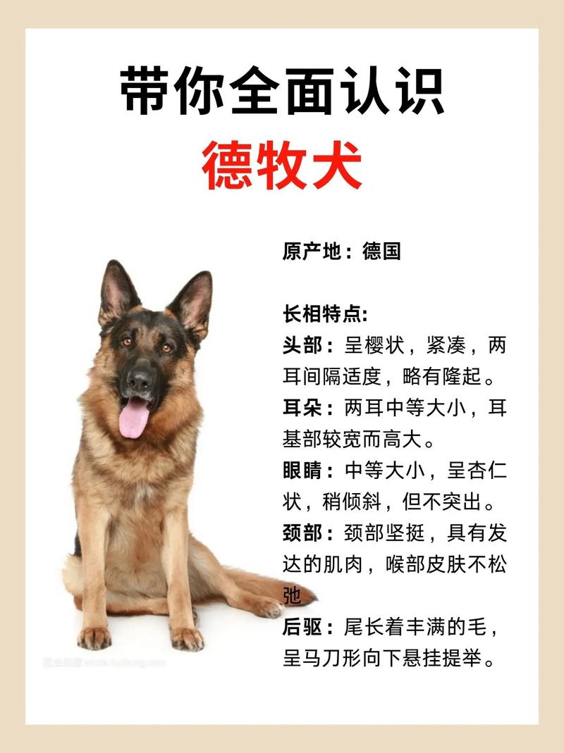 如何选购德国牧羊犬的品种，如何选购德国牧羊犬的品种图片