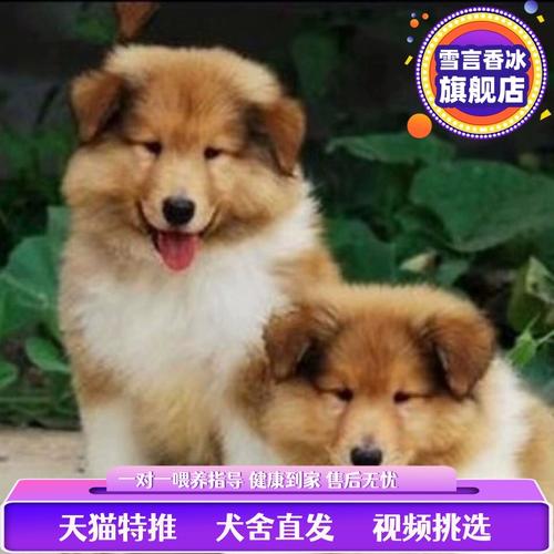 苏格兰牧羊犬和喜乐蒂哪个聪明，苏格兰牧羊犬 带血统出售 喜乐蒂 终身质保 签协议