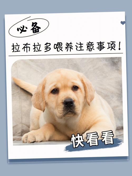 拉布拉多幼犬怎么喂养?，拉布拉多幼犬怎么喂养禁忌食物