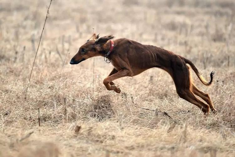 猎兔犬如何练速度，猎兔犬怎么喂养提高速度