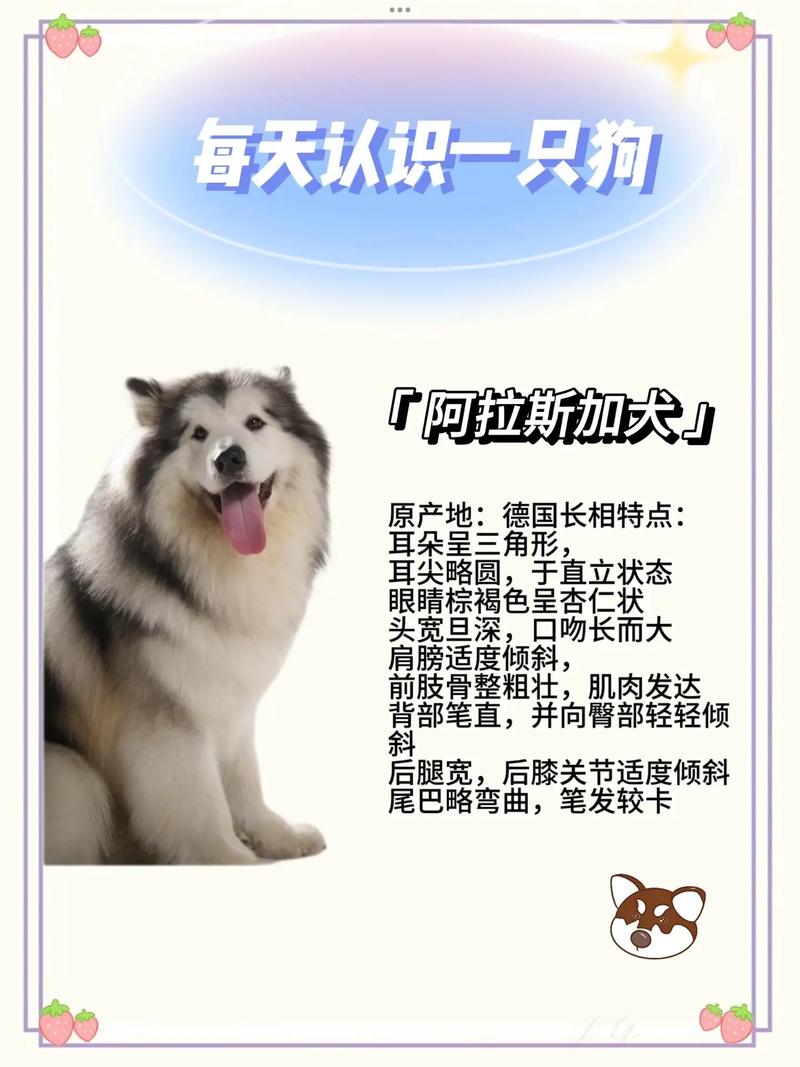 阿拉斯加犬会咬陌生人吗，阿拉斯加犬会不会咬主人