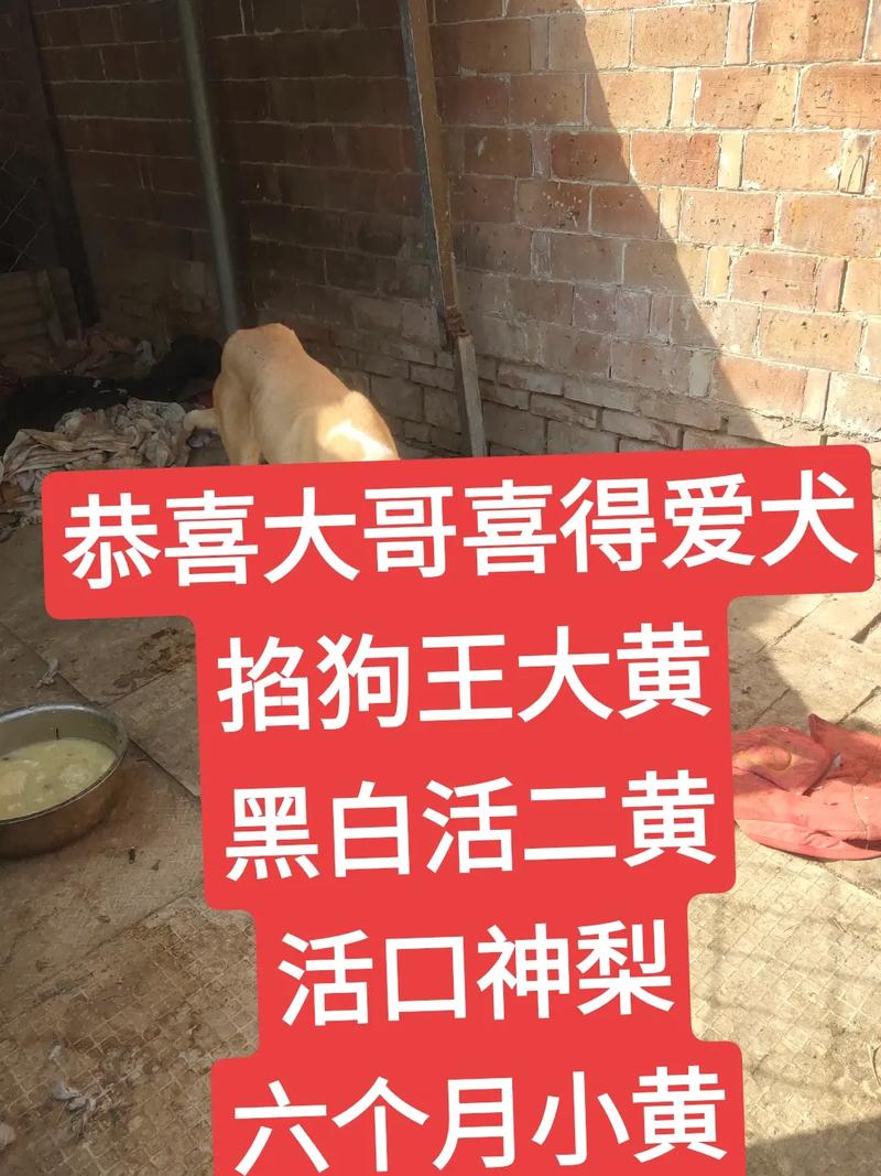 灵缇与格力犬哪个适合追兔子，灵缇犬和格力犬哪个猎兔子好用