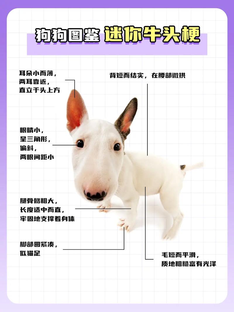 挑选牛头梗犬的小技巧有哪些，牛头梗品相鉴定