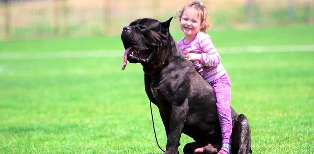 怎么训练卡斯罗犬不咬人，怎么训练卡斯罗犬不咬人视频