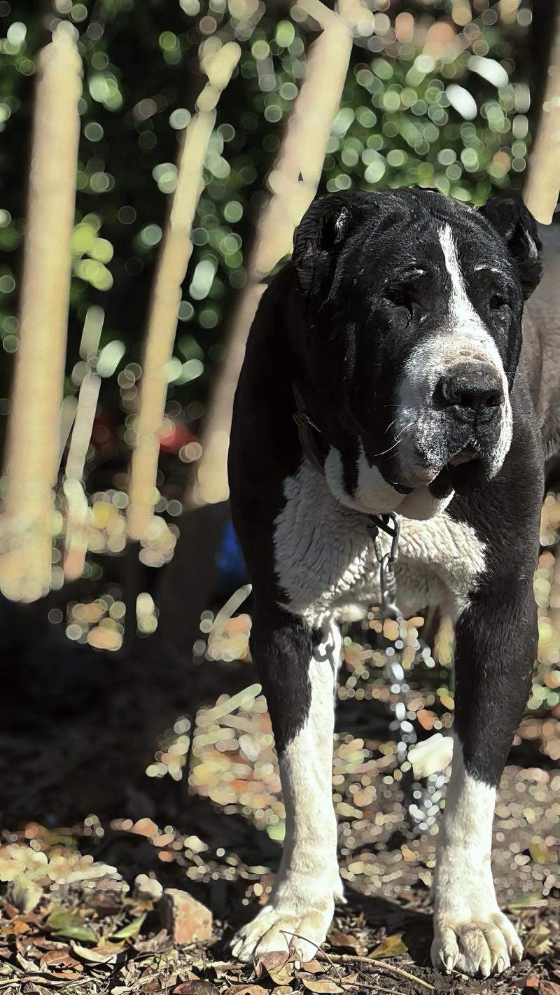 中亚牧羊犬厉害吗?，中亚牧羊犬厉害吗值得养吗