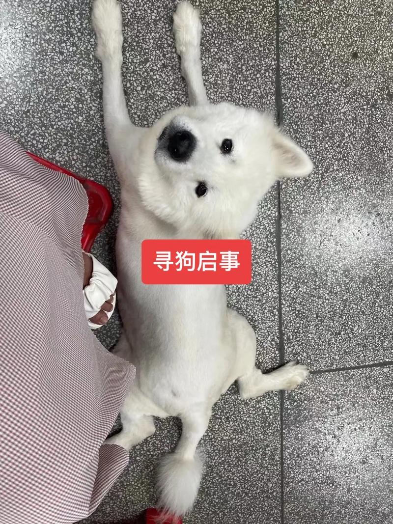 萨摩耶幼犬有泪痕长大会好吗，萨摩耶泪痕严重什么原因