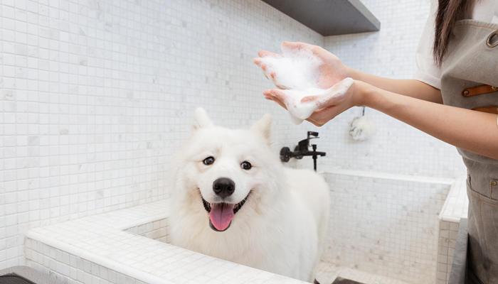 萨摩耶犬洗澡的水温大概多少，萨摩耶洗澡注意事项