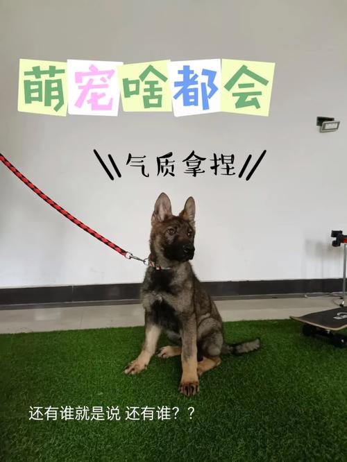 怎么训练东德牧羊犬听口令攻击，怎么训练东德牧羊犬听口令攻击自己