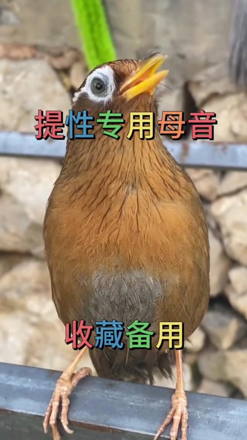 画眉鸟讲解，画眉鸟介绍视频