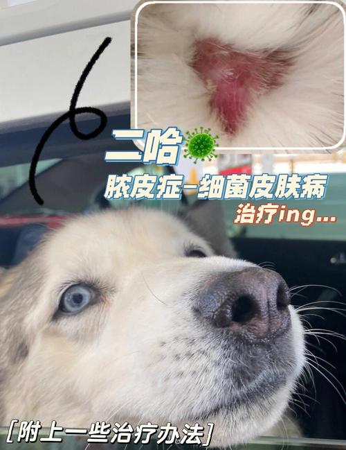 哈士奇幼犬皮肤病怎么办，哈士奇皮肤病多长时间能治好