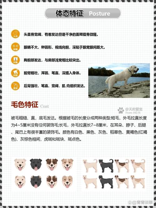 中亚牧羊犬介绍，中亚牧羊犬优点