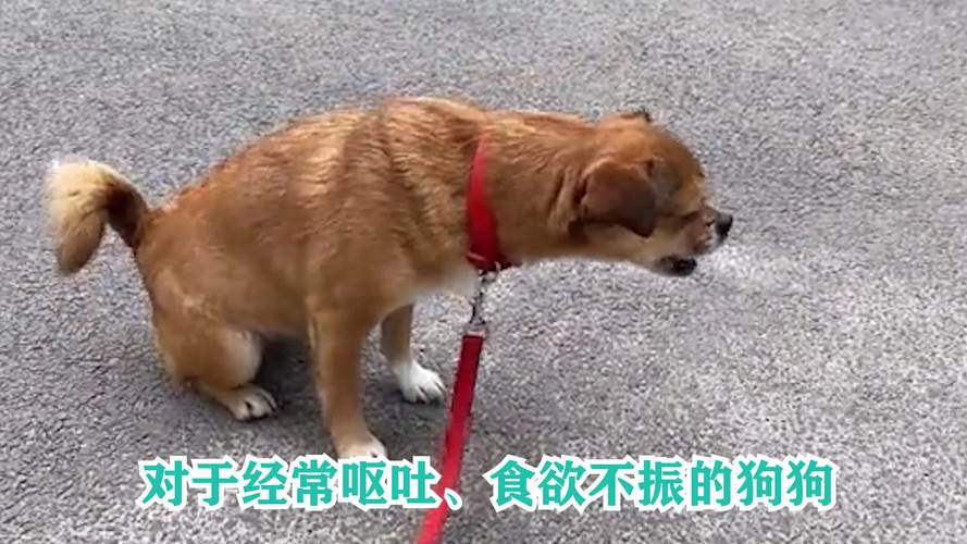 秋田犬吃草又呕吐出来，宠物狗吃草后呕吐