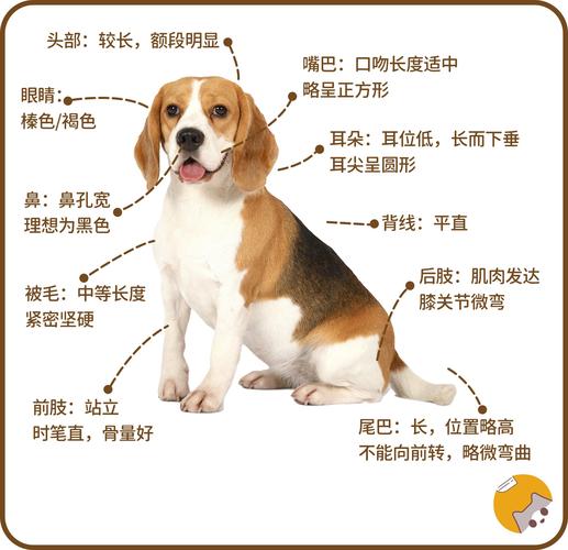 比格犬疾病，简述比格犬的品种特征及用途