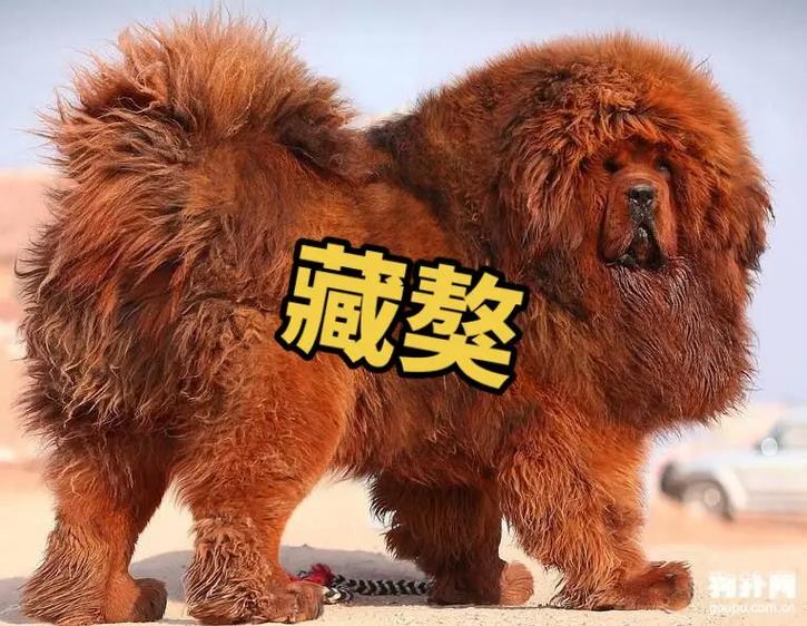 纯种藏獒是什么样子，纯种藏獒犬