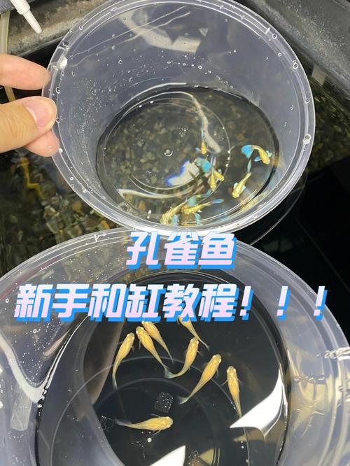 孔雀鱼怎么养水换水，孔雀鱼苗如何换水