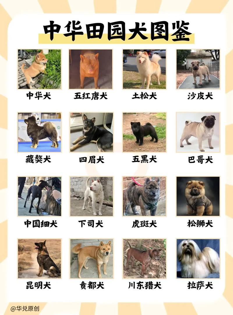 中华田园犬训练方法图片，中华田园犬详细介绍