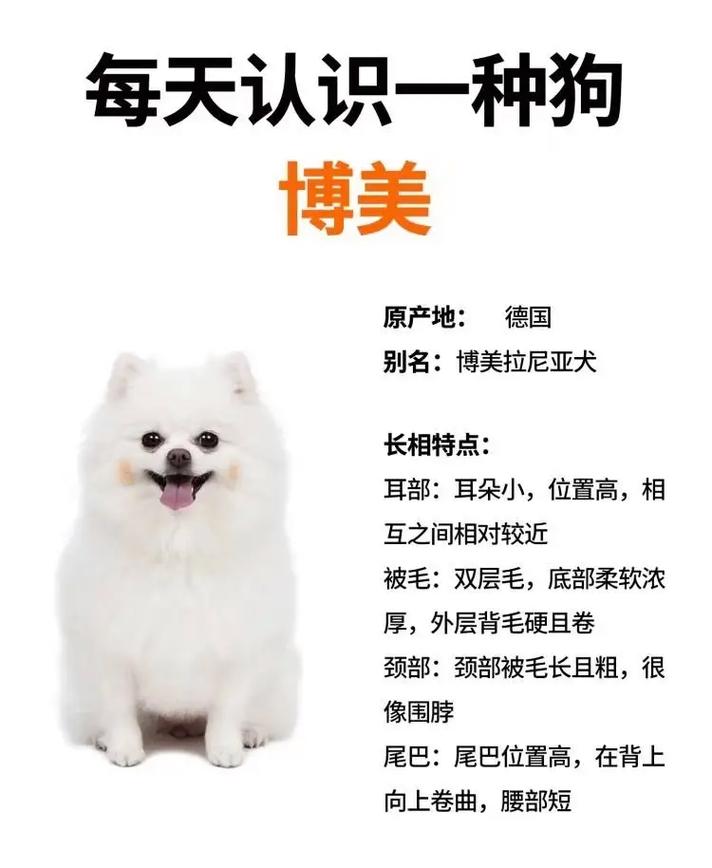 博美犬的种类和图片，博美犬的种类和图片介绍