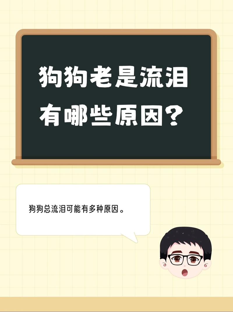 中华田园犬流眼泪是什么原因，为什么田园犬爱流泪