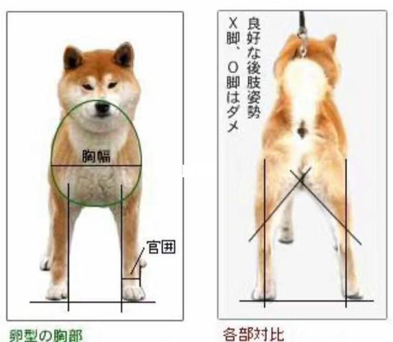 秋田犬和柴犬的分别，秋田犬和柴犬的性格区别