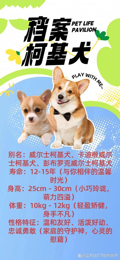 威尔士柯基犬价格多少钱一只，威尔士柯基怎么养