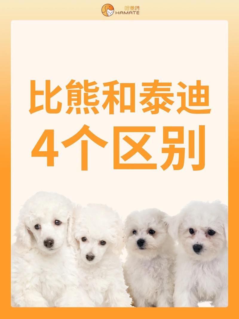 如何辨别泰迪犬纯不纯，如何鉴别泰迪犬纯不纯