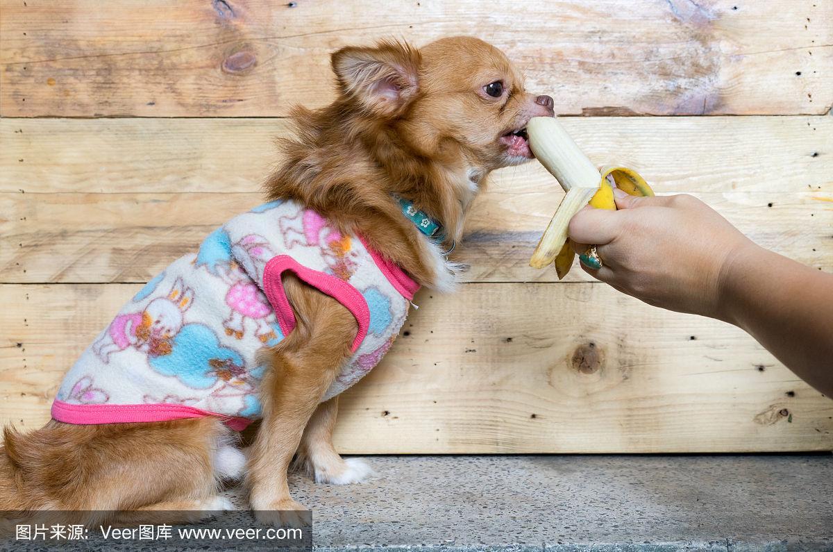 吉娃娃喜欢吃些什么水果，吉娃娃吃什么水果最好