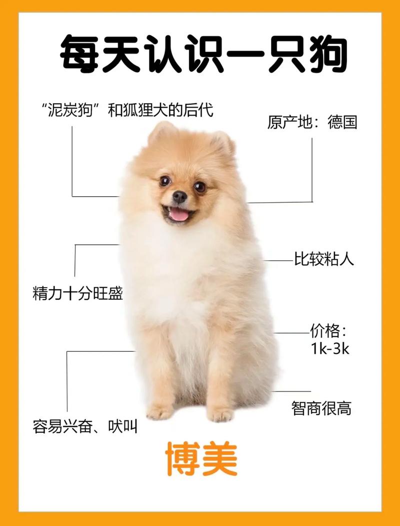 博美犬知识，博美犬狗狗