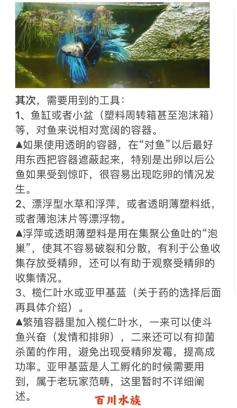 泰国斗鱼如何繁殖图解，泰国斗鱼如何繁殖图解图片