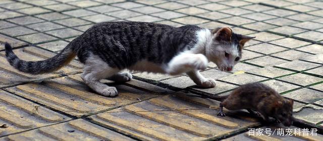 猫吃老鼠是因为老鼠体内含有什么，猫吃老鼠是什么生物特征