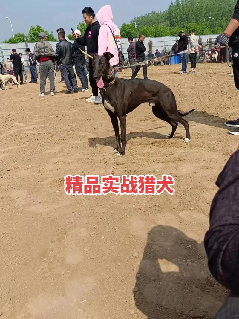 猎兔犬的优缺点，猎兔犬好养吗性格怎么样