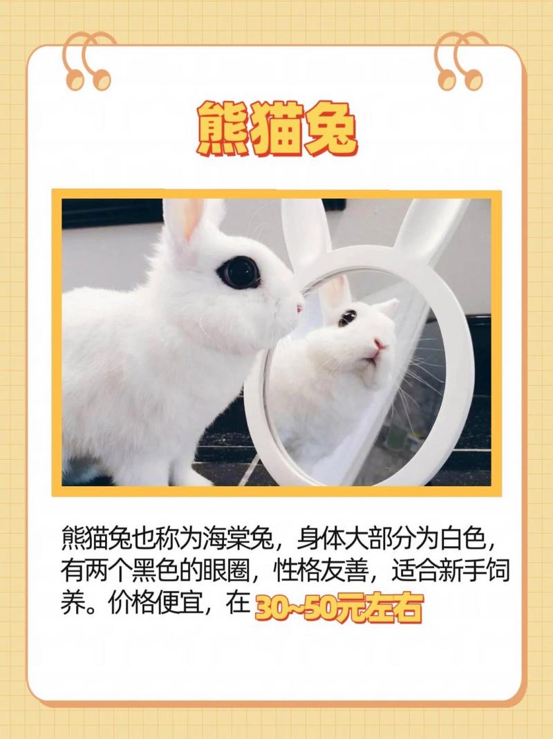 熊猫兔怎么养它才听话视频，熊猫兔怎么养?