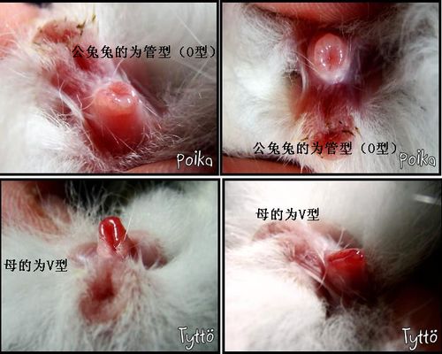 怎么辨别兔子公母?，怎么辨别兔子公母图片大全