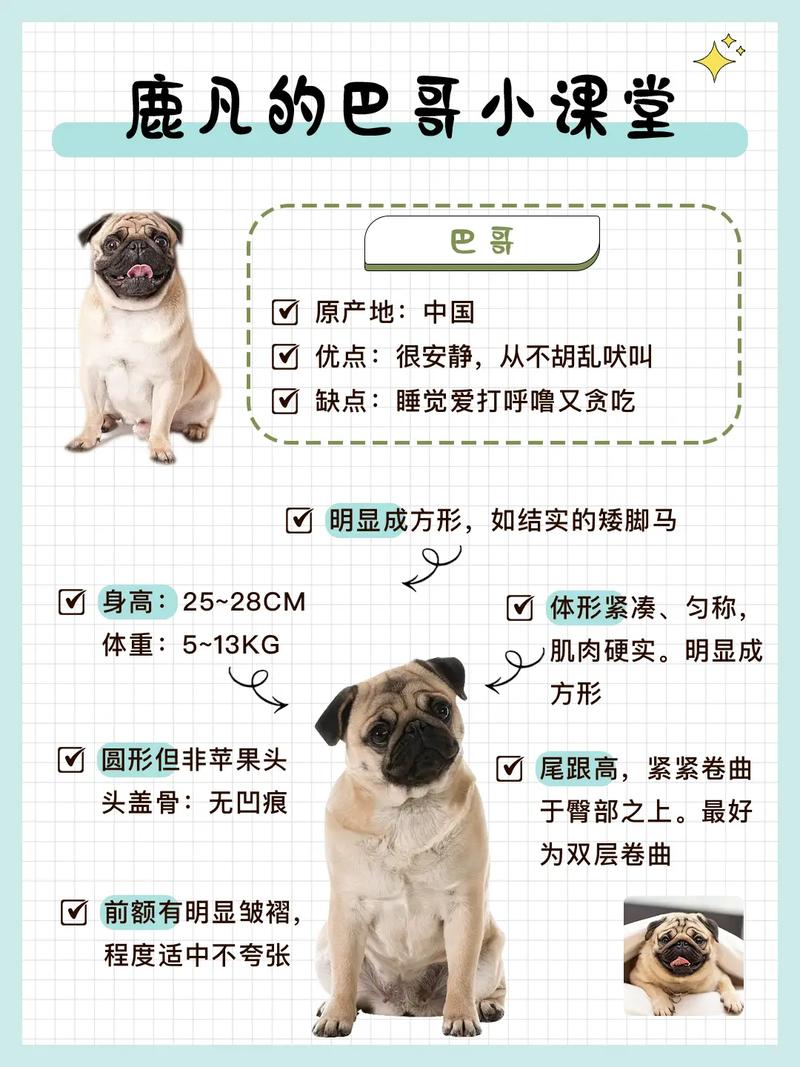 巴哥犬为什么叫八哥，八哥为什么叫八哥呢